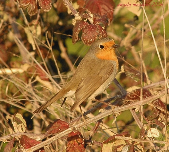 Pettirosso Erithacus rubecula. frames.